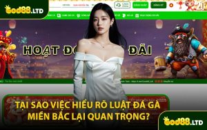 Tại sao việc hiểu rõ luật đá gà miền Bắc lại quan trọng?
