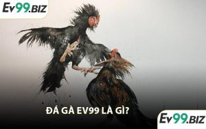 Đá gà EV99 là gì?
