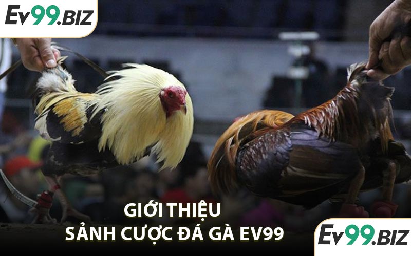 Giới thiệu sảnh cược đá gà EV99