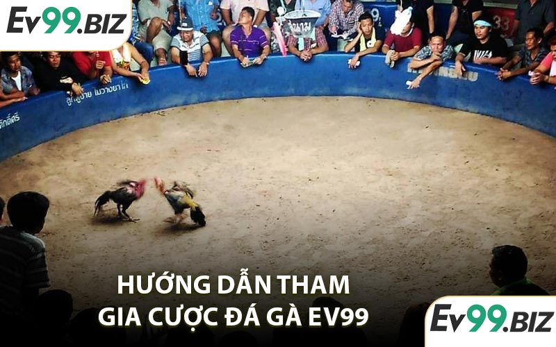 Hướng dẫn tham gia cược đá gà EV99
